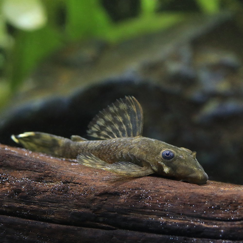 （熱帯魚）ハニーコーム・ブッシー（ブリード）（３匹）　北海道・九州航空便要保温　ＣＲＣ13―44―10―00―00