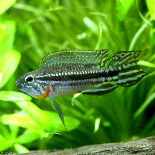 （熱帯魚）アピストグラマ・メンデジィ　サンタイザベル（ワイルド）（３匹）　北海道・九州航空便要保温　ＣＲＣ13―28―16―00―00