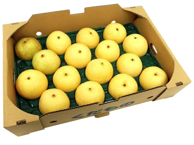 =二十世紀梨= 訳あり 10-20玉 約5kg 産地厳選 予約 9月下旬以降