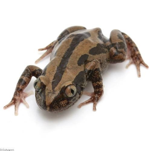 （両生類）セネガルガエル　ＷＣ個体（１匹）　北海道・九州航空便要保温　ＣＲＣ17―05―35―40―00