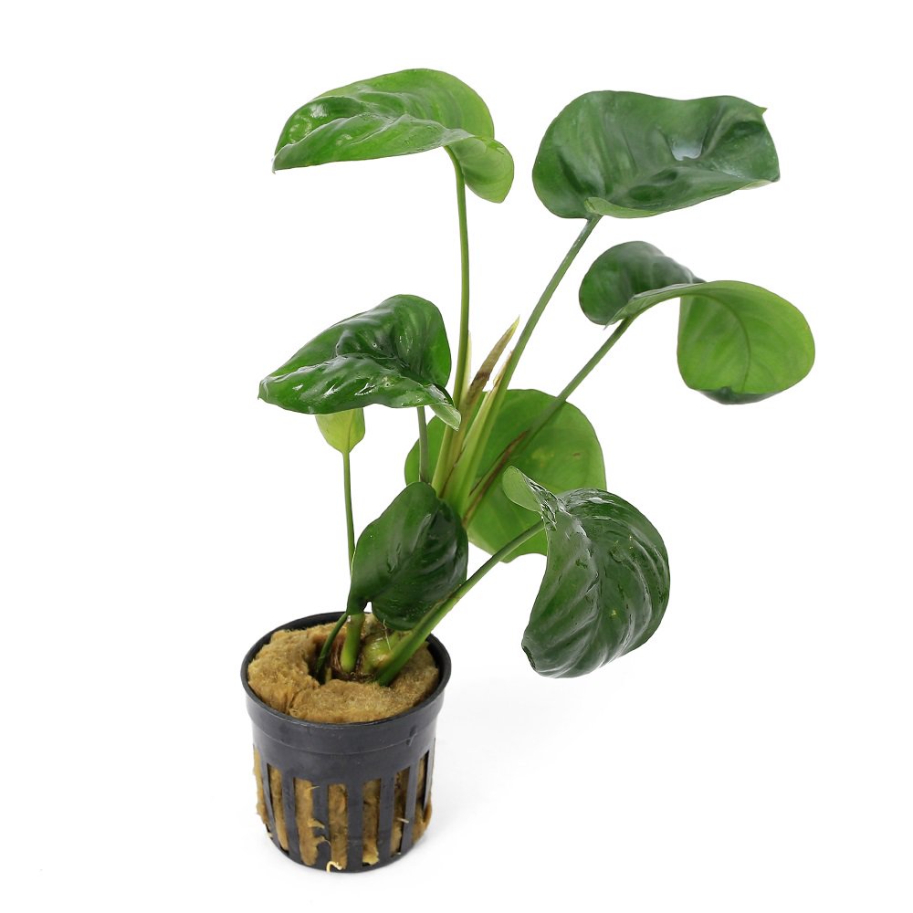 （水草）アヌビアス　バルテリー　レインフォレスト（東南便）（水上葉）（１ポット分）　ＣＲＣ12―60―30―00―00