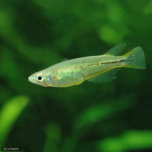 （熱帯魚）セレベス・メダカ（１２匹）　北海道・九州航空便要保温　ＣＲＣ13―17―20―00―00