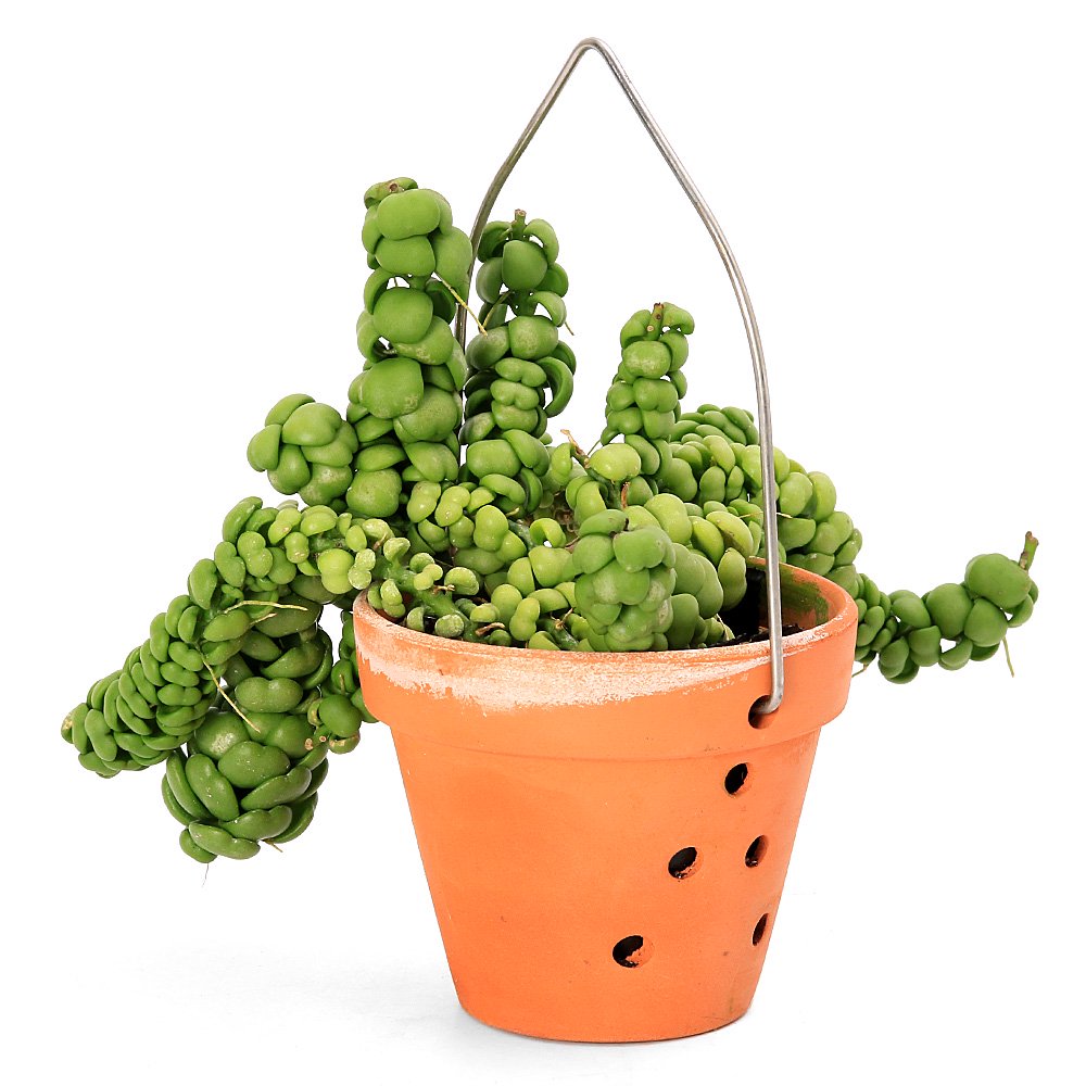 （観葉植物）ディスキディア　ドラゴンジェイド　３．５号（１鉢）　ＣＲＣ15―60―95―00―00