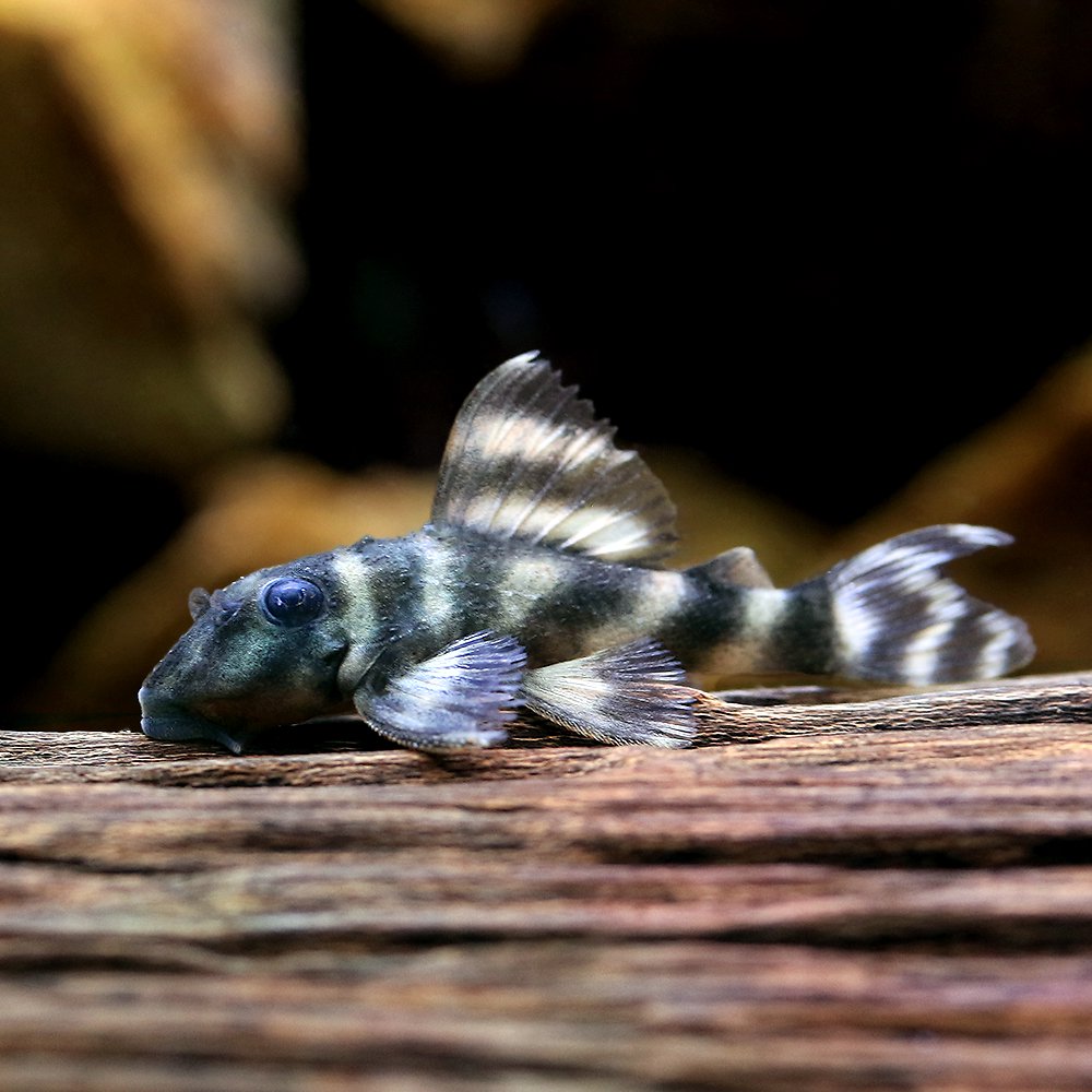 （熱帯魚）ダークエビル・ペコルティア（ブリード）（１匹）　北海道・九州航空便要保温　ＣＲＣ13―44―20―00―00