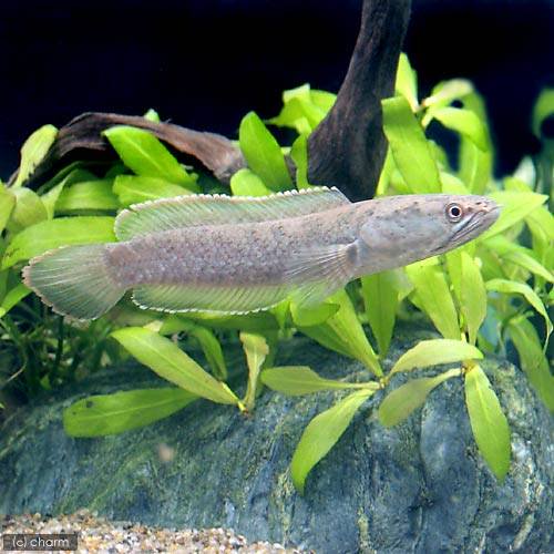 （熱帯魚）チャンナ・ブルマニカ（１匹）　北海道・九州航空便要保温　ＣＲＣ13―32―20―00―00