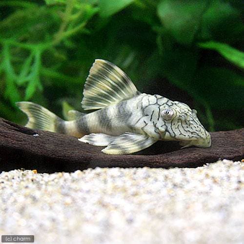 （熱帯魚）ネットワーク・タイガープレコ（ワイルド）（１匹）　北海道・九州航空便要保温　ＣＲＣ13―44―20―00―00