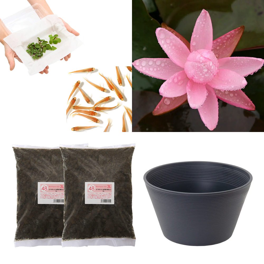 （ビオトープ）（めだか）はじめての睡蓮栽培セット　ピンク　サンライズ＋睡蓮鉢＋ヒメダカ＋浮き草他　説明書付　本州四国限定　お一人様１点限り　ＣＲＣ15―10―20―20―50