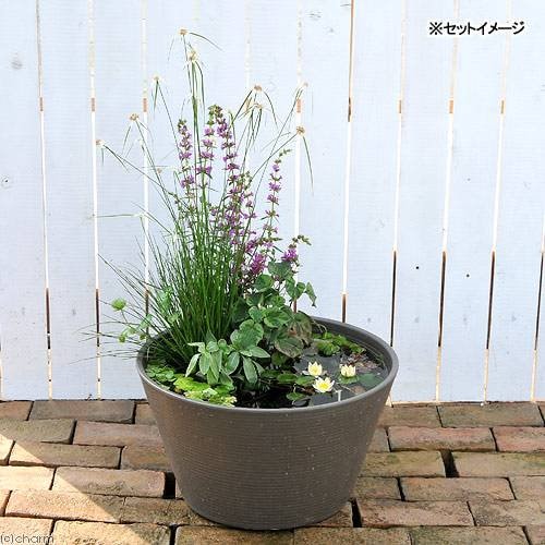 （ビオトープ）（めだか）はじめての睡蓮セット（姫睡蓮黄＋メダカ睡蓮鉢グレー＋ヒメダカ＋浮き草他）　１セット　説明書付　本州四国限定　ＣＲＣ15―10―15―20―20