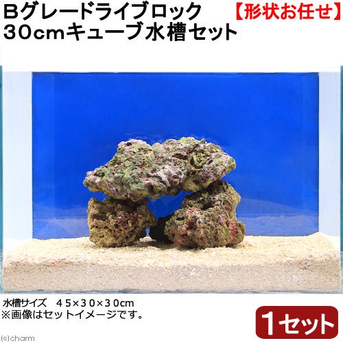 （海水魚）Ｂグレードライブロック　３０ｃｍキューブ水槽用　（１セット）（形状お任せ）　ＣＲＣ26―55―70―40―00