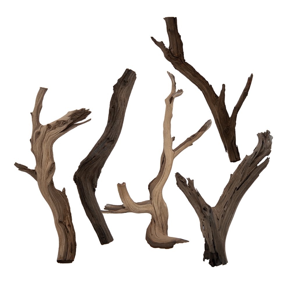 形状お任せ　煮込み済み　ゴーストウッド　Ｍサイズ（約４０ー６０ｃｍ）　５本　レイアウト素材　流木　ＣＲＣ21―10―20―30―00