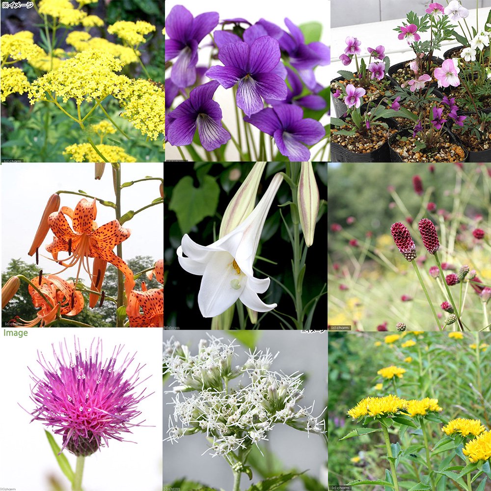 （山野草）蝶を呼ぶ！里山の彩り　はじめてのバタフライガーデン　スタンダードセット（１２ポットセット）　ＣＲＣ15―96―10―05―00