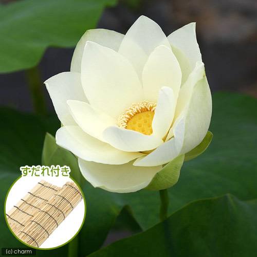 （ビオトープ）蓮　ハス（黄）　黄花蓮（キバナハス）（１ポット）　すだれ付き　ＣＲＣ15―10―30―40―20