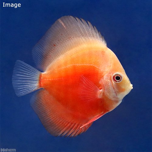 （熱帯魚）ライジングサン・ディスカス（Ｓサイズ）（１匹）　北海道航空便要保温　ＣＲＣ13―31―10―00―00