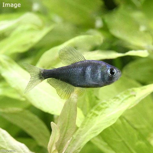 （熱帯魚）コバルトグリエミィ・テトラ（ワイルド）（１匹）　北海道航空便要保温　ＣＲＣ13―20―10―15―00