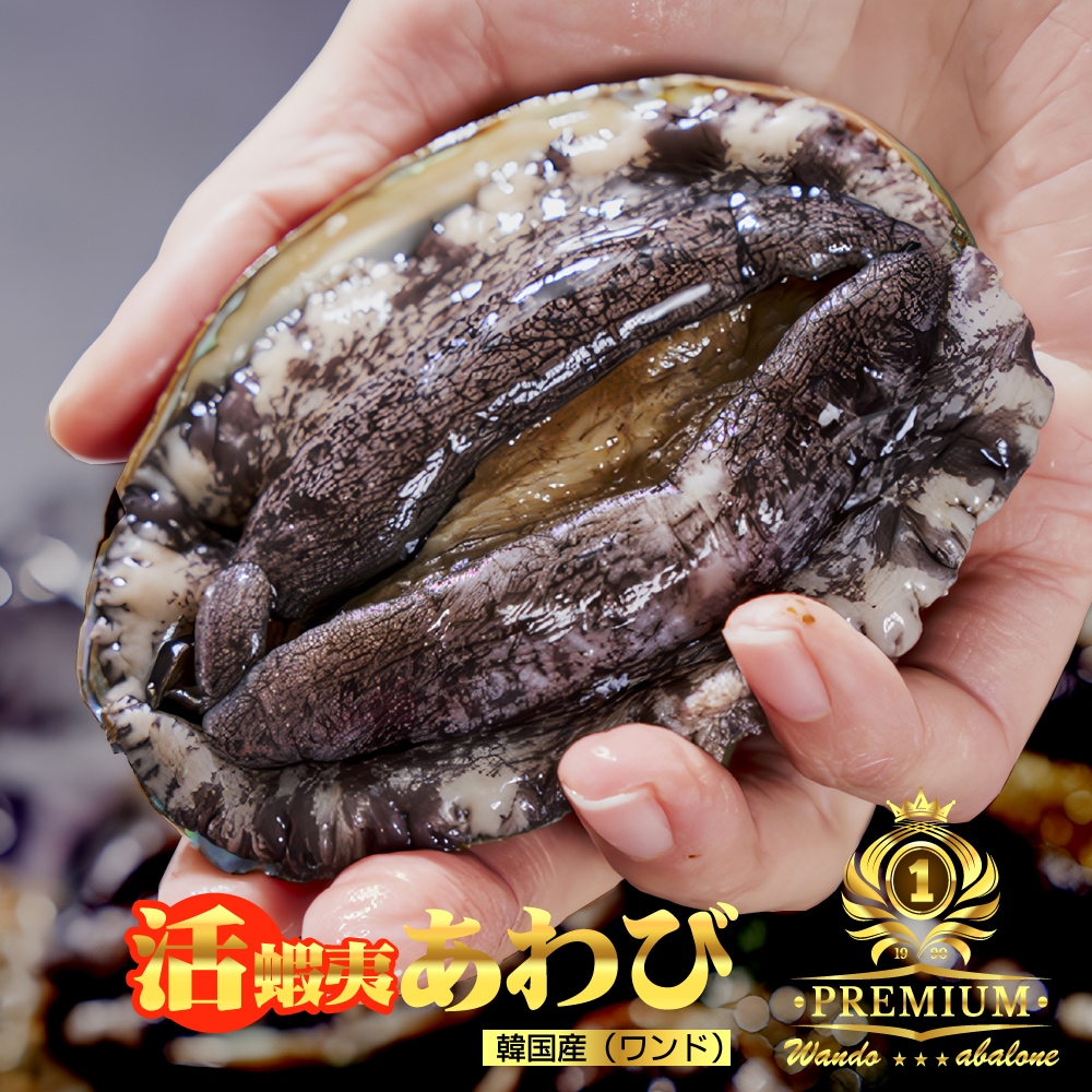 活あわび（90-100ｇサイズ） 10個 【冷蔵】 アワビ 鮑 バーベキュー 刺身 焼きあわび 蒸しあわび 炊き込みごはん 海鮮 プレゼント 贈答 贈り物 鮮魚 詰め合わせ 宝や 蝦夷あわび アワビ