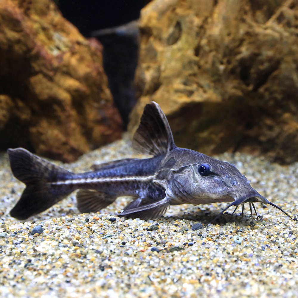 （熱帯魚）オキシドラス　ペルー（１匹）　北海道・九州航空便要保温　ＣＲＣ13―46―00―00―00