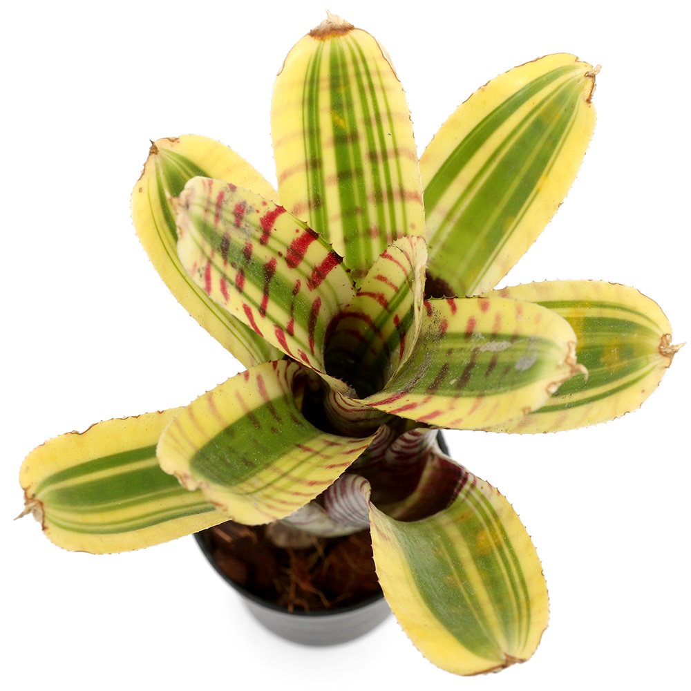 （観葉植物）ネオレゲリア　ゴチャ　２号（１株）　ＣＲＣ15―30―20―22―00
