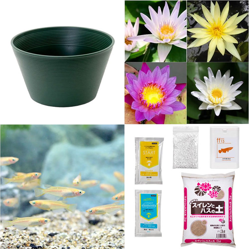 （ビオトープ）（めだか）初心者向け　睡蓮鉢で育てる　メダカ飼育セット（グリーン）花色おまかせ熱帯性スイレン＋ひめだか　説明書付　本州四国限定　ＣＲＣ15―10―27―10―00 5,201円