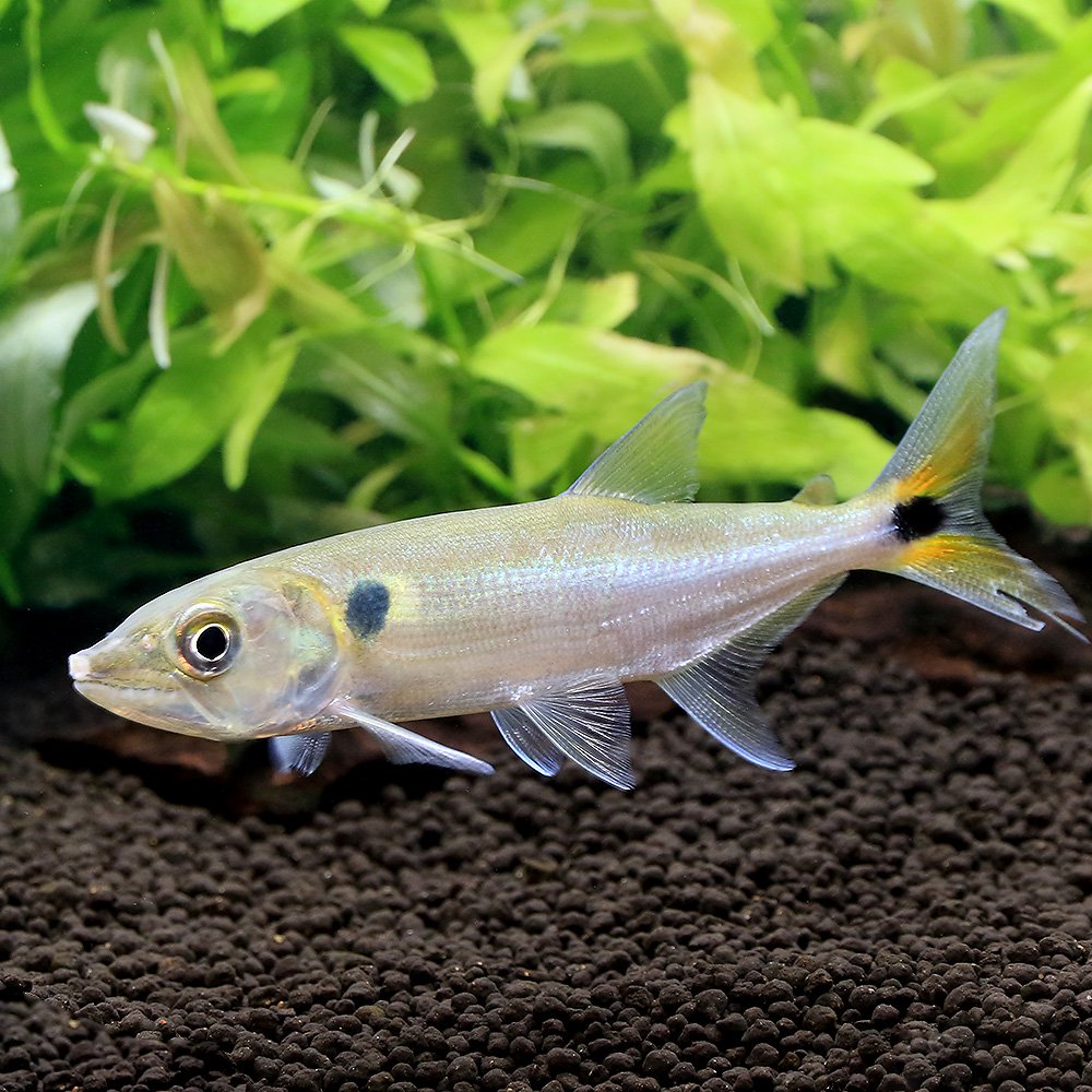 （熱帯魚）レッドフィントーピードパイク・カラシン　コロンビア（ワイルド）（１匹）　北海道・九州航空便要保温　ＣＲＣ13―20―12―00―00