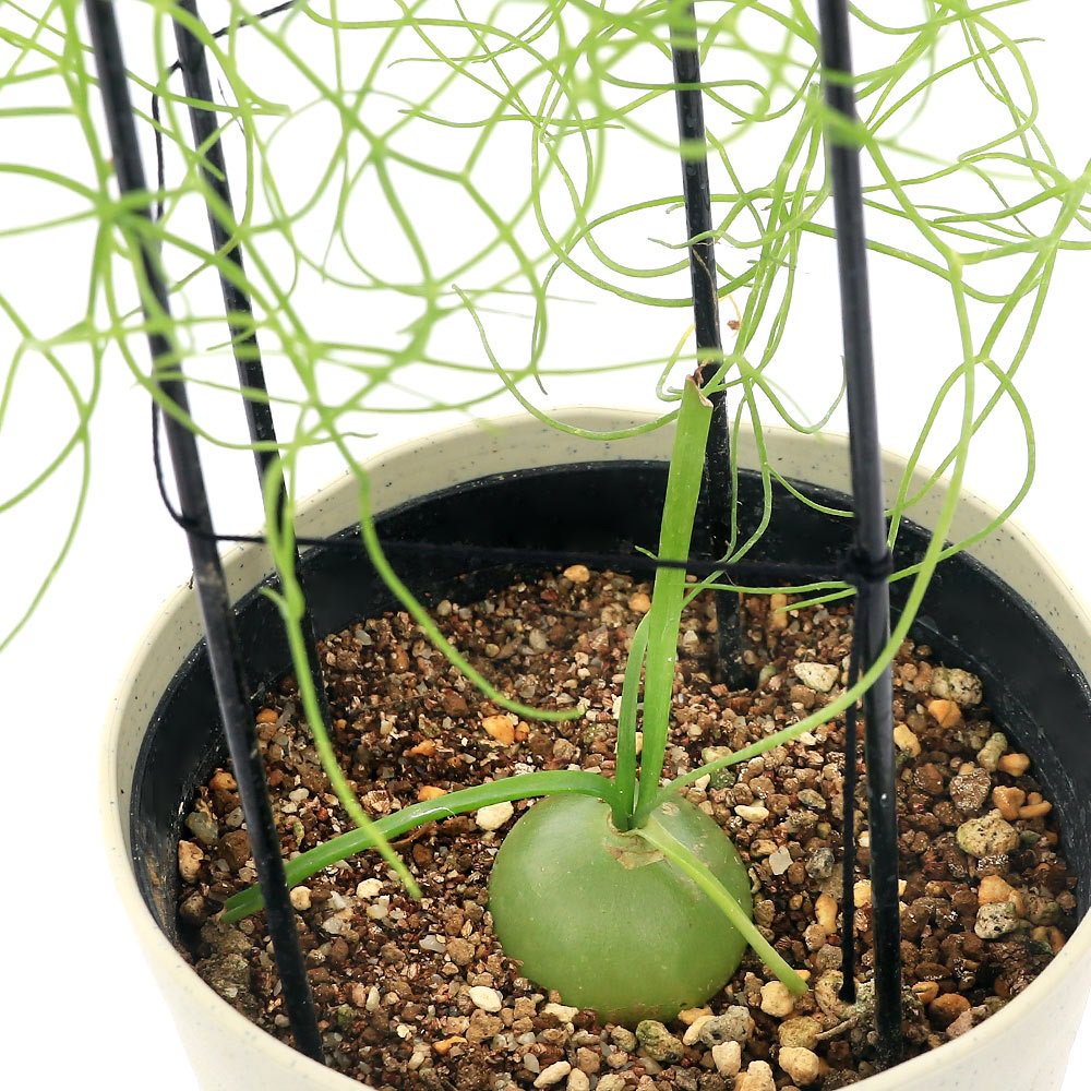 （多肉植物）ボウィエア　ボルビリス　蒼角殿（ソウカクデン）　４．５号（１鉢）冬季落葉中　ＣＲＣ15―60―95―00―00