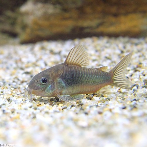 （熱帯魚）コリドラス・アエネウス　パンタナル（ワイルド）（１匹）　北海道・九州航空便要保温　ＣＲＣ13―36―20―00―00