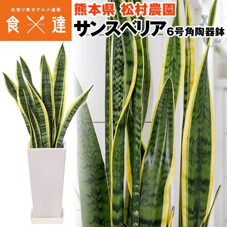 サンスベリア サンセベリア 角高陶器鉢 6寸 高さ70cm程度 観葉植物 熊本県 産直 常温便 同梱不可 指定日不可