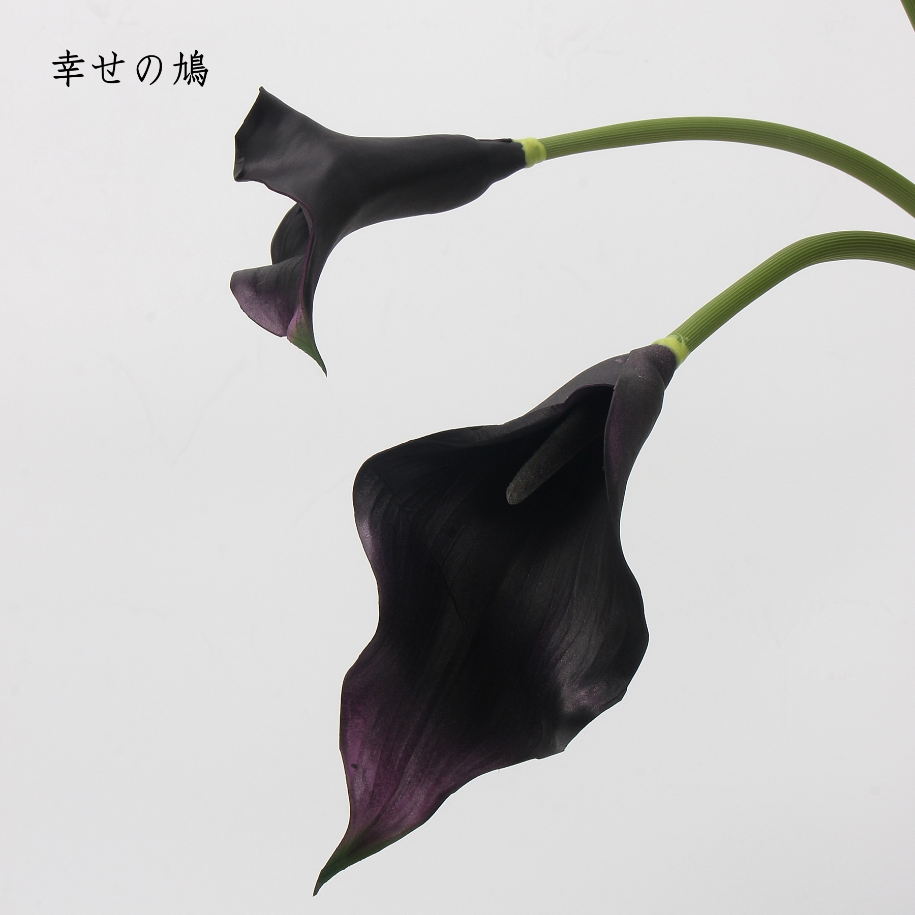 オランダカイウユリ 造花 クワズイモ 感じる 一輪の花 濡れた感触 写真の小道具