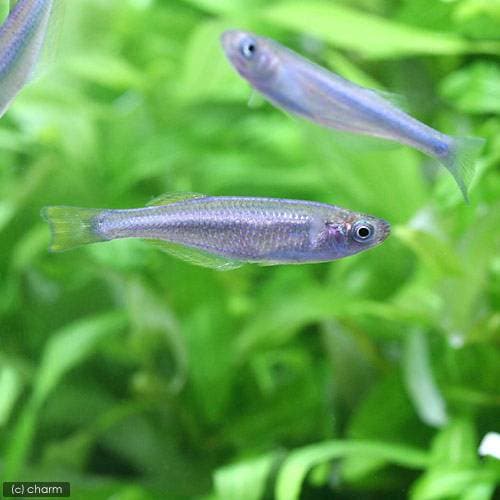 （熱帯魚）ランプリクティス・タンガニカヌス（１匹）　北海道・九州航空便要保温　ＣＲＣ13―17―99―00―00
