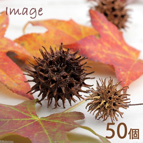 フウの実(モミジバフウの実) 50個 クリスマス CRC15―17―50―00―00