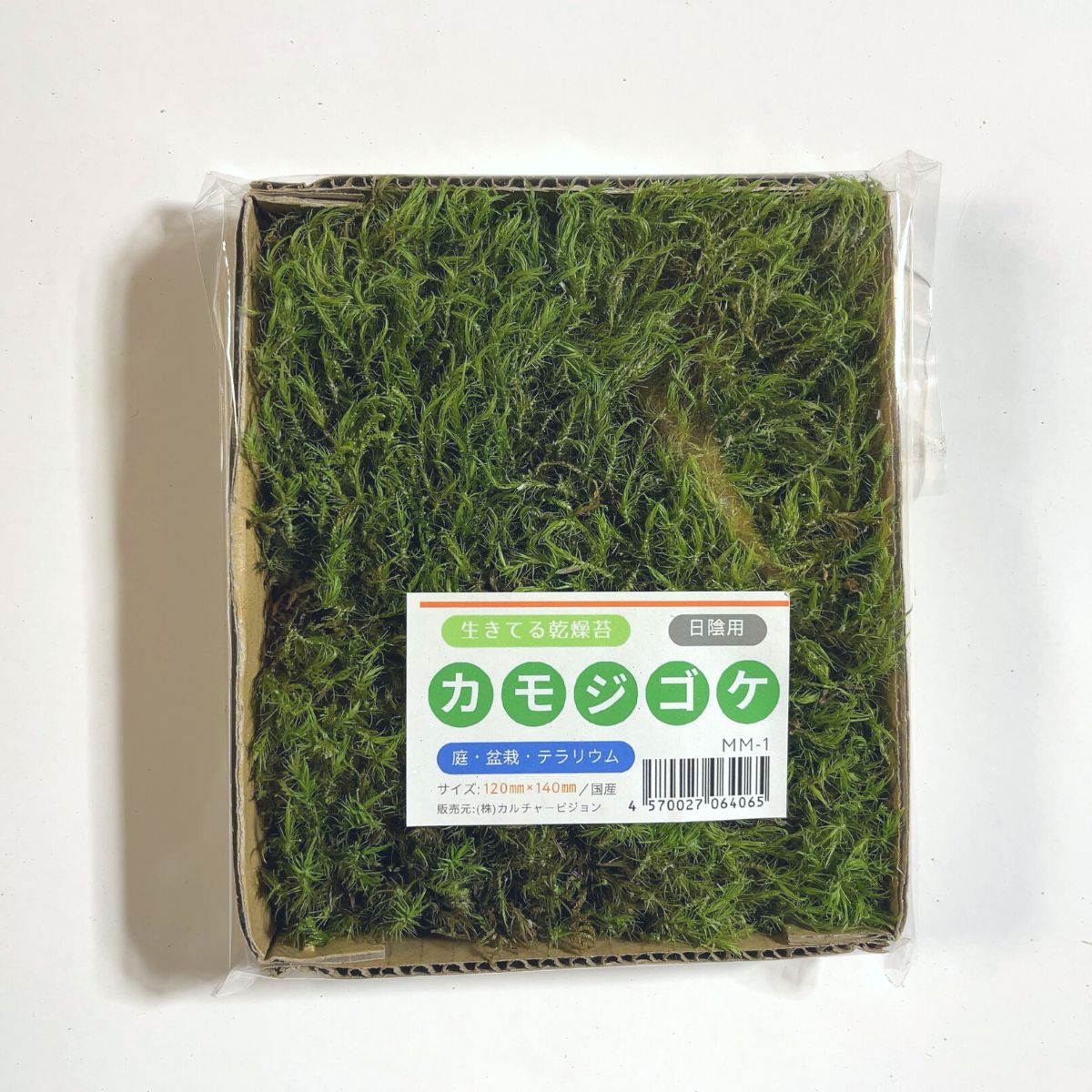 カモジゴケ 120×140mm【6個セット】庭園 造園 盆栽 苔 ジオラマ テラリウム コケリウム 緑化 インテリア グリーン モスパネル モスウォール 花材 日本製