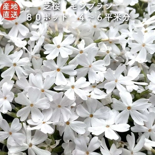 【レビュー特典あり】 高品質 芝桜 モンブランホワイト 白色種 ９cmポット苗 ８０株 シバザクラ