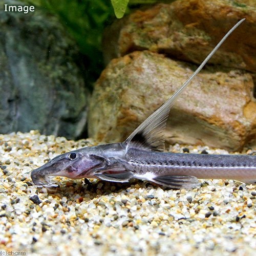 （熱帯魚）アンテナドラス（１匹）　北海道・九州航空便要保温　ＣＲＣ13―46―00―00―00