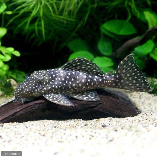 （熱帯魚）ドラゴンスター・クラウンプレコ（ワイルド）（１匹）　北海道・九州航空便要保温　ＣＲＣ13―44―50―00―00