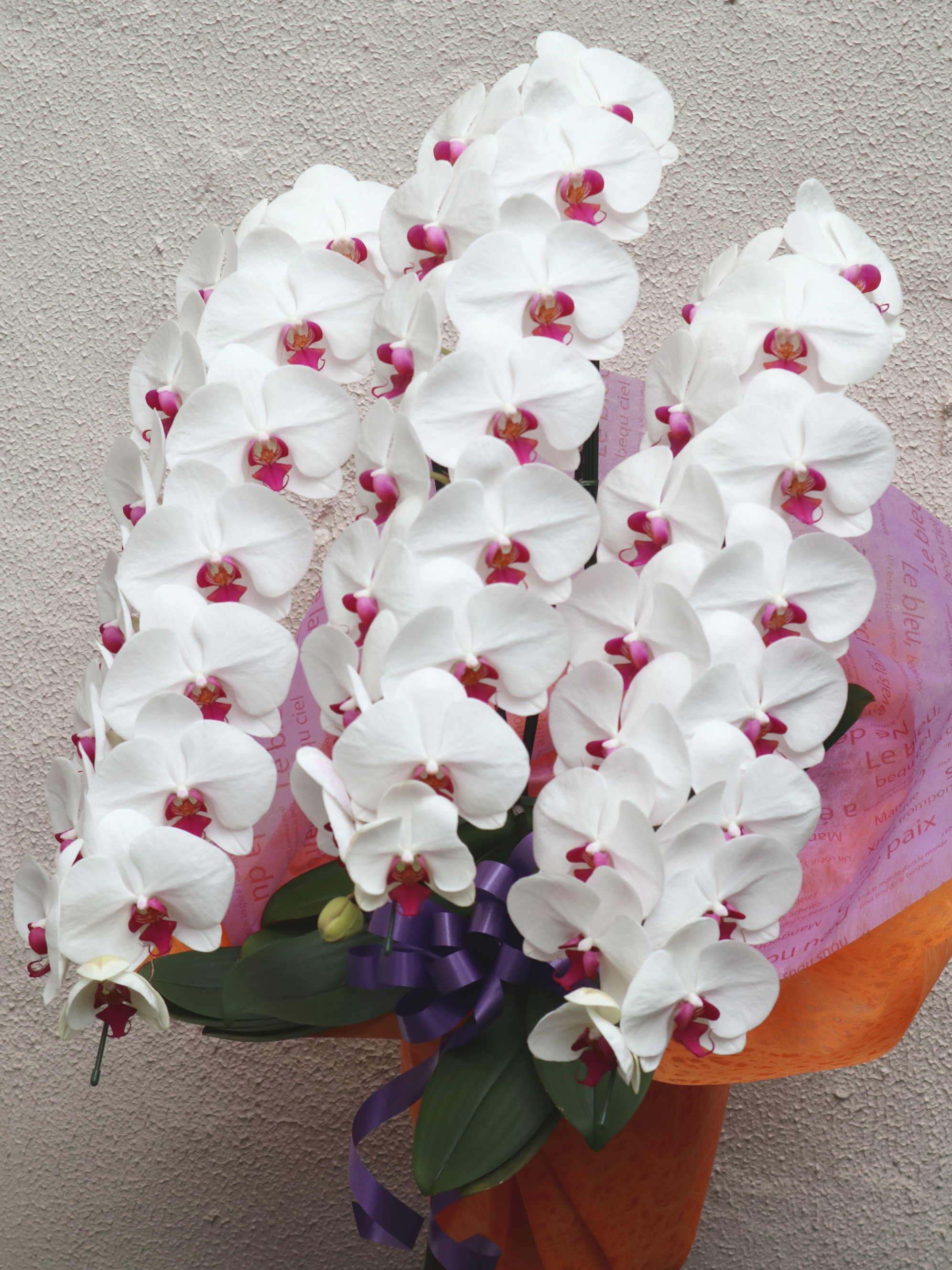 胡蝶蘭　生花　赤リップ白　ロング 胡蝶蘭 生花 赤リップ白 ロング 【公式通販】