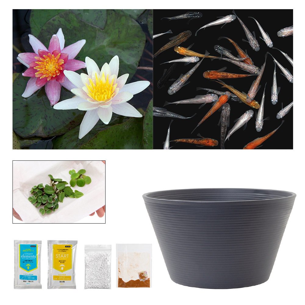 （ビオトープ）（めだか）ラメメダカ付き！チャームおすすめビオトープセット！　ポールハリオット　スイレン　ビオトープ　本州四国限定　ＣＲＣ15―10―20―03―20