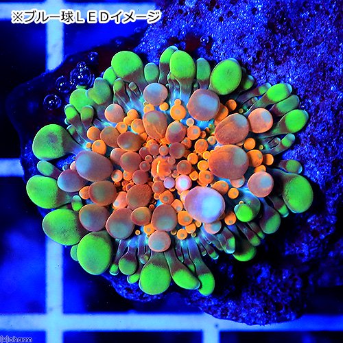（サンゴ）バブルディスクコーラル　オレンジグリーン（ブリード）（１個）　北海道航空便要保温　ＣＲＣ26―50―50―80―00