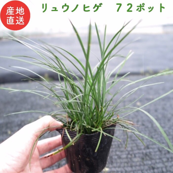 リュウノヒゲ（竜の髭）９cmポット ７２株 産地直送 グランドカバー 玉竜 タマリュウ