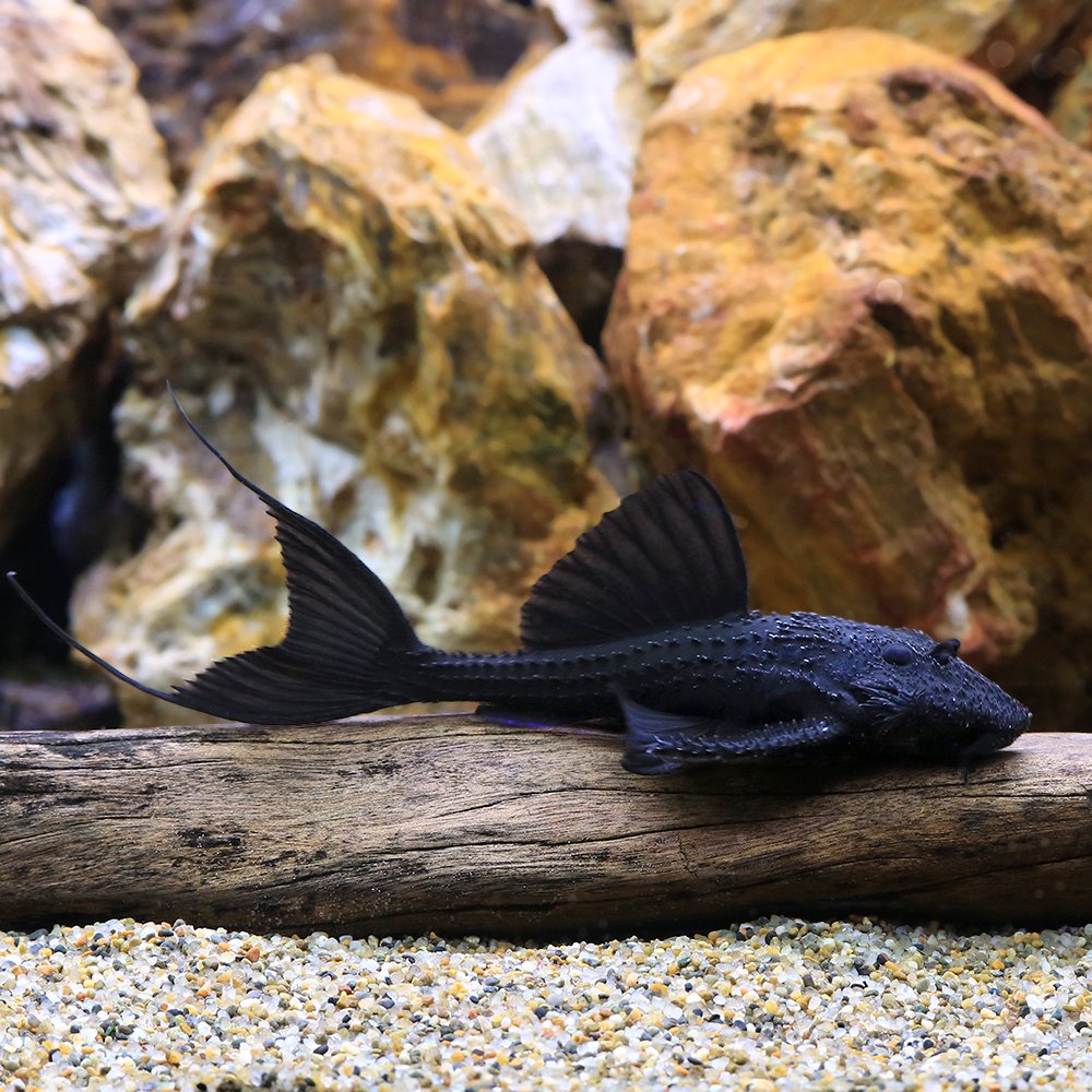 （熱帯魚）ガリバー・プレコ　トカンチンス（ワイルド）（１匹）　北海道航空便要保温　ＣＲＣ13―44―50―00―00