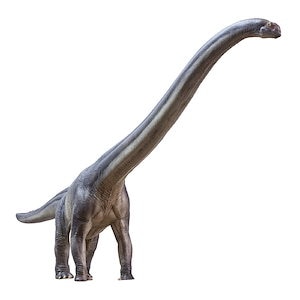 PNSO 恐竜博物館 1/45 サイズ マメンチサウルス 竜脚類 恐竜 動物 フィギュア プラモデル おもちゃ 模型 リアル PVC 恐竜好き 誕生日 プレゼント オリジナル 塗装済 完成品 48cm