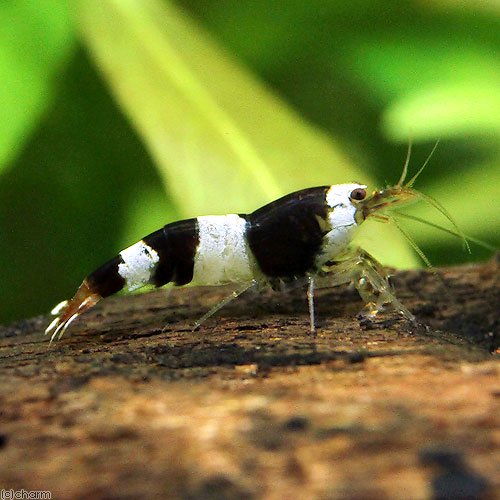 （エビ）無選別　ブラックビーシュリンプ（３０匹）　ＣＲＣ13―70―05―20―00