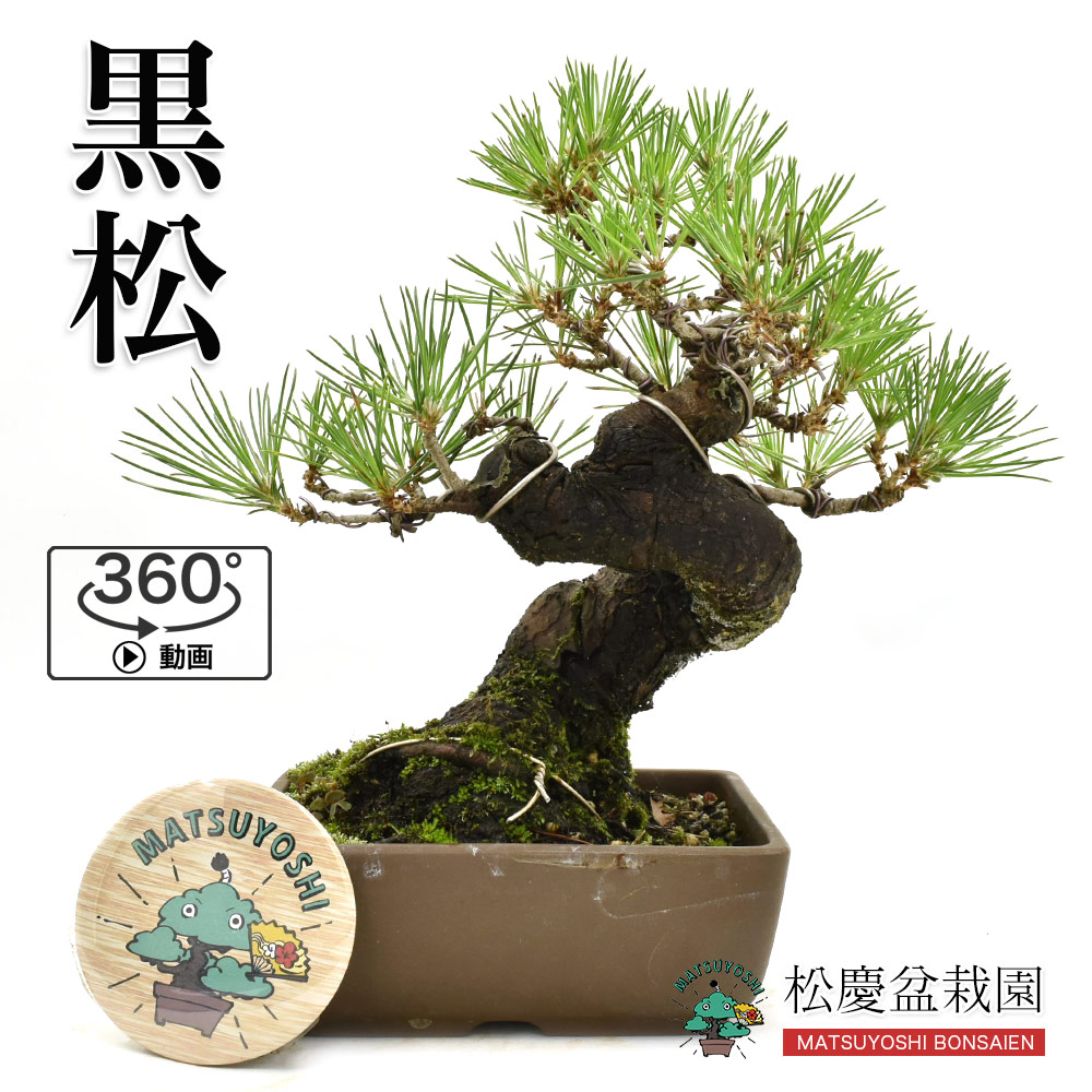 盆栽 松 小品盆栽 黒松 ミニ盆栽 bonsai 販売