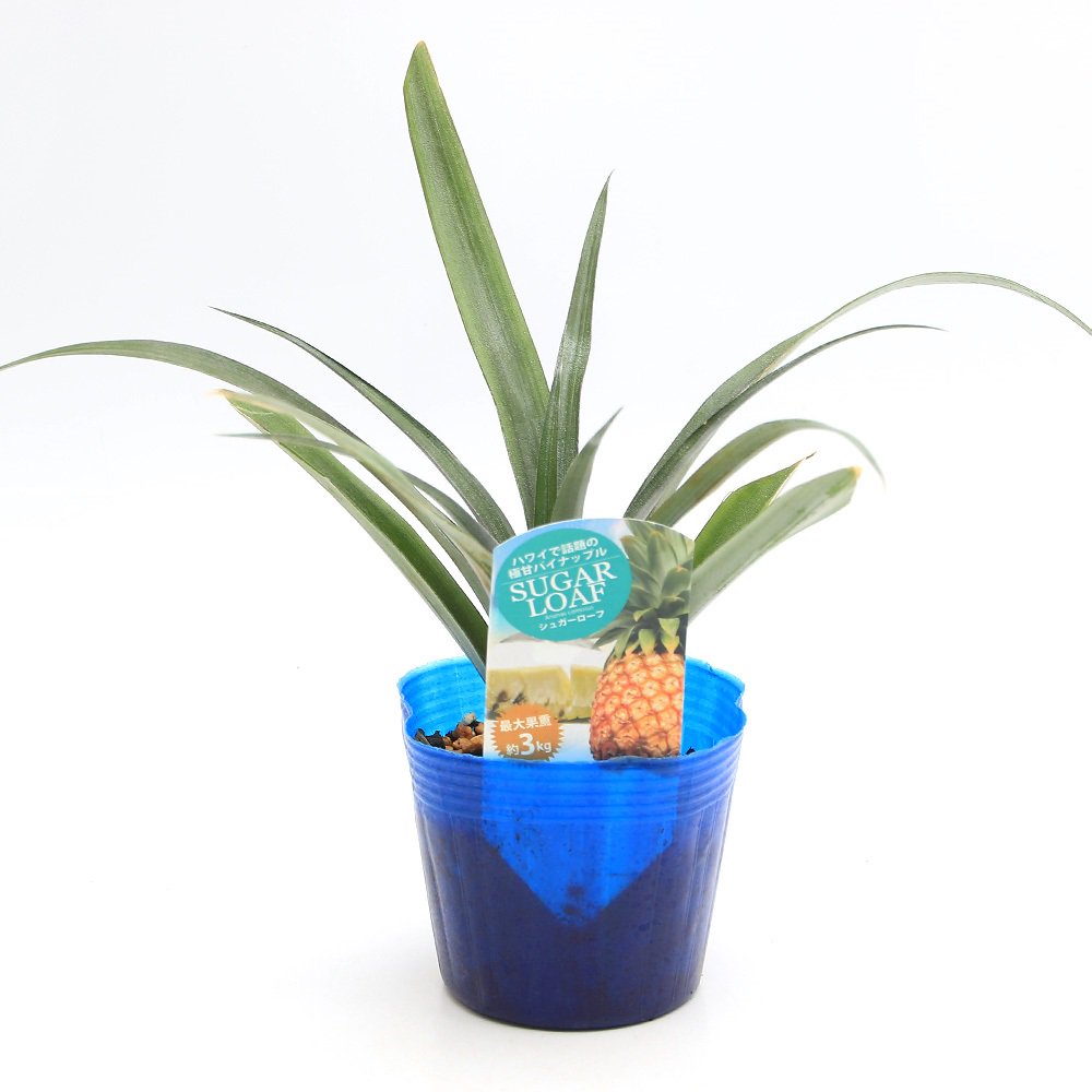 （観葉植物）果樹苗　沖縄　ホワイトパイナップル　シュガーローフ　３．５号（１ポット）　家庭菜園　果物　フルーツ　ＣＲＣ15―75―10―25―00