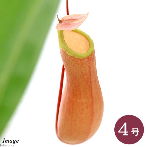 （食虫植物）ウツボカズラ　ネペンテス　アラタ　吊り鉢タイプ　４号（１鉢）　ＣＲＣ15―40―05―00―00