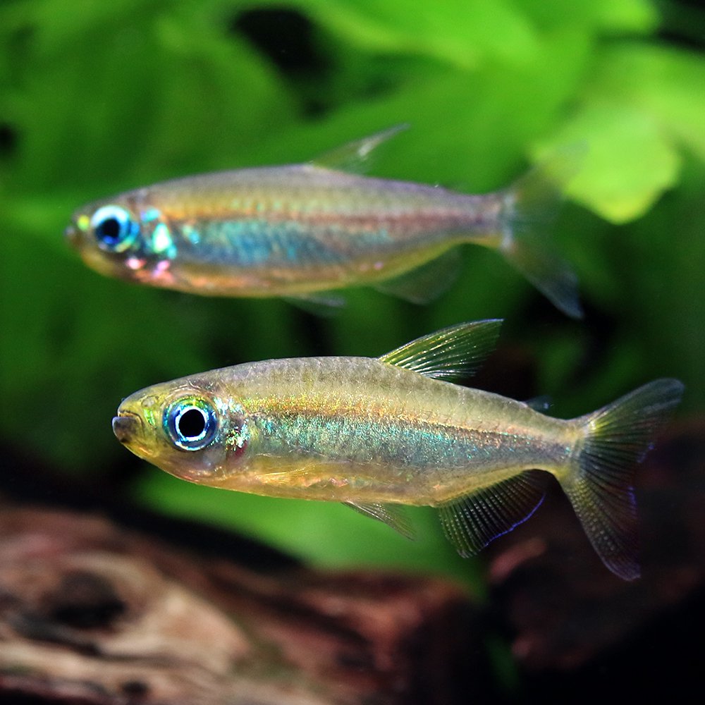 （熱帯魚）レッドフィンゴールデンコンゴテトラ（１匹）　北海道・九州航空便要保温　ＣＲＣ13―20―15―00―00