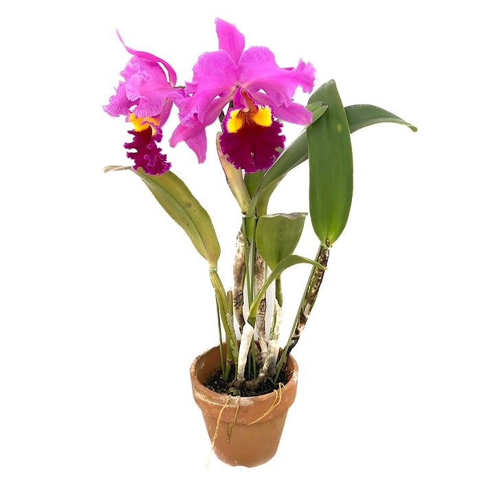 （観葉植物）洋ラン　カトレア　チャーミダス　５号（１鉢）　開花終了株　ＣＲＣ15―63―15―00―00