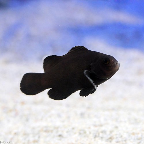 （海水魚）ミッドナイトオセラリス（ブリード）（１匹）　北海道・九州航空便要保温　ＣＲＣ26―30―16―20―00