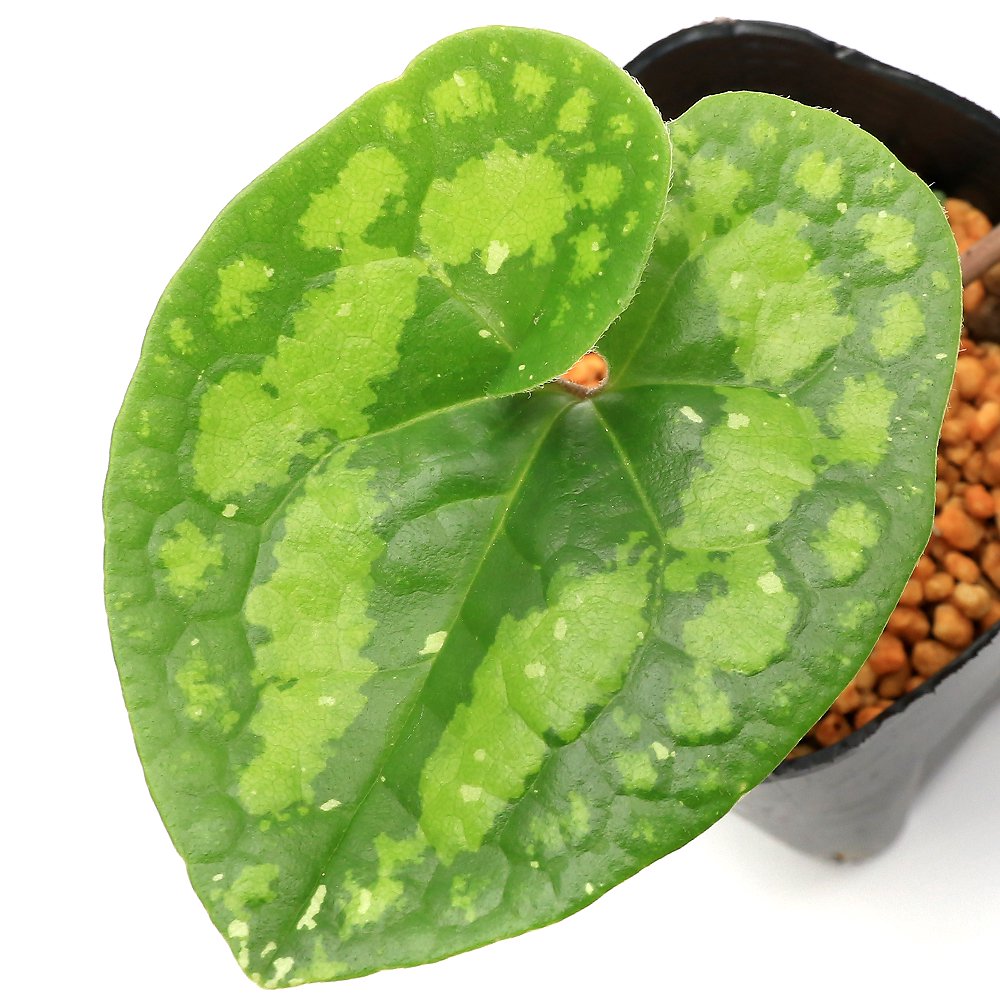 （山野草）カンアオイ（寒葵）オモロカンアオイ（オモロ寒葵）３号（１ポット）古典園芸　ＣＲＣ15―35―40―00―00