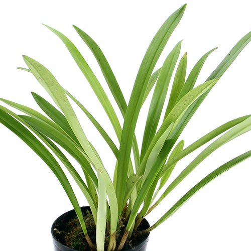 （観葉植物）洋ラン　モンキーオーキッド　ドラクラ　シミア　２．５ー３号（１ポット）　ＣＲＣ15―63―45―00―00