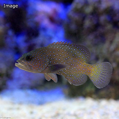 （海水魚）アオノメハタ（１匹）　北海道・九州航空便要保温　ＣＲＣ26―30―22―00―00