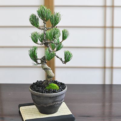 松盆栽 四国五葉松　威風凛凛【ミニ盆栽 盆栽 bonsai 松 趣味 ボンサイ 鉢植え 松柏 和 庭 盆栽妙 専門店 】